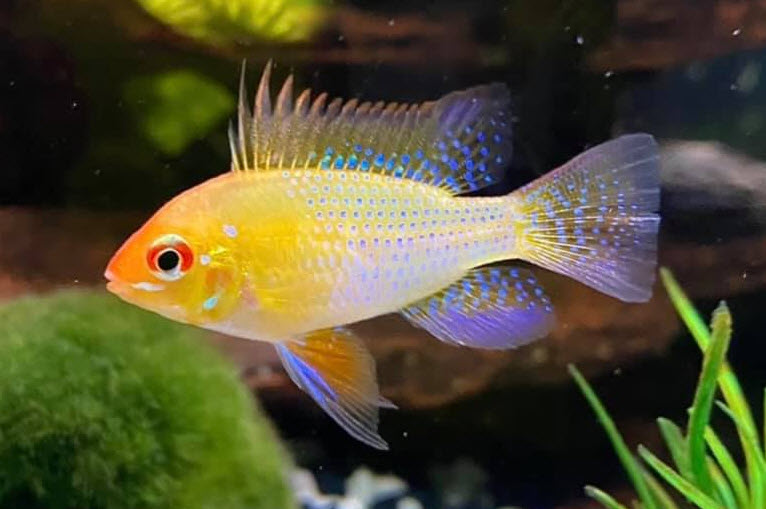 Image of an aquarium fish Golden Ram