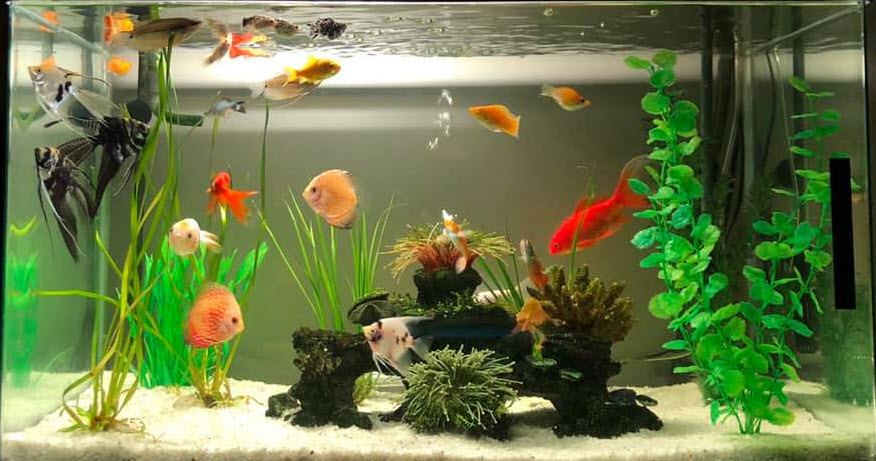 Goldfish with other fish