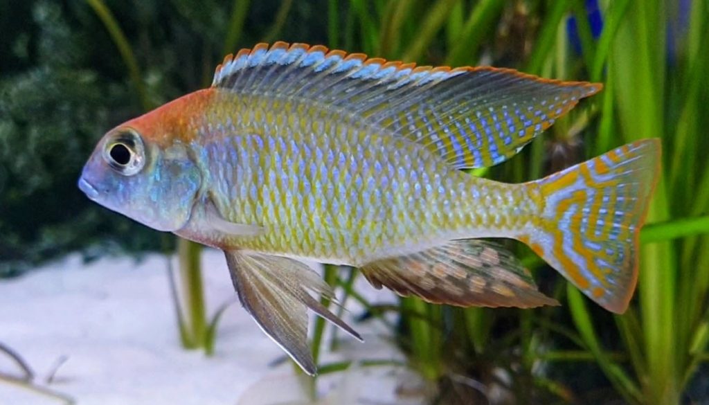 image of an aquarium fish Lethrinops Red Cap Chirwa