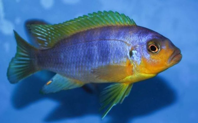 image of an aquarium fish Maylandia Aurora