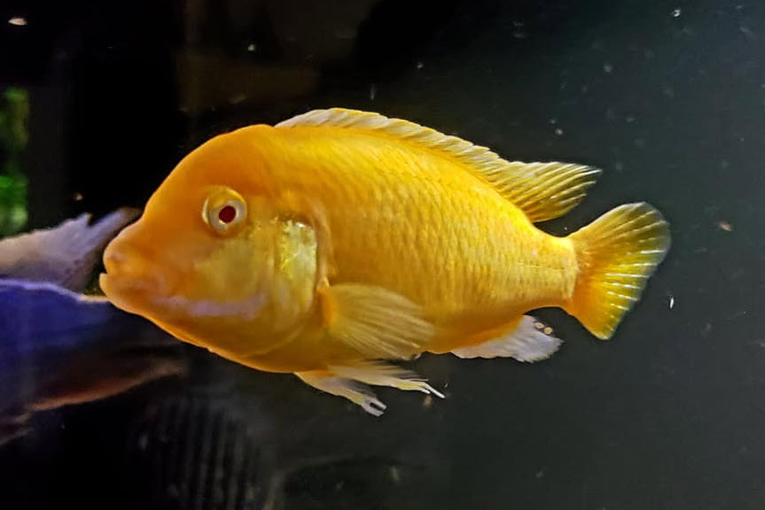 Image of an aquarium fish Maylandia estherae Red Zebra