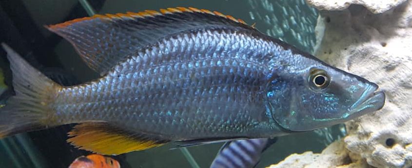 Aquarium Fish Dimidiochromis compressiceps Malawi Eyebiter