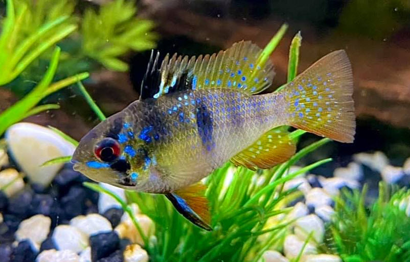 image of an aquarium fish female Black x Blue ram hybrid