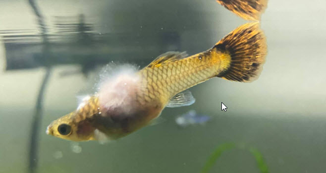 saprolegnia in a fish
