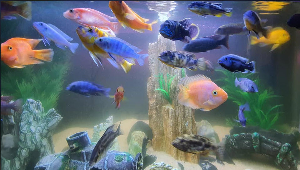 mixed biotope aquarium