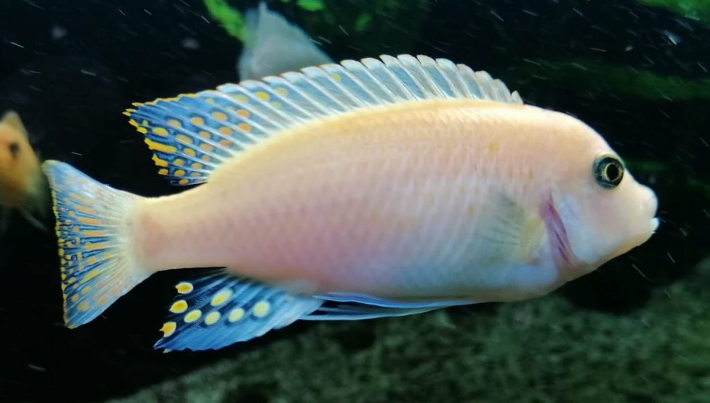 Image of an aquarium fish Albino Maylandia Estherae