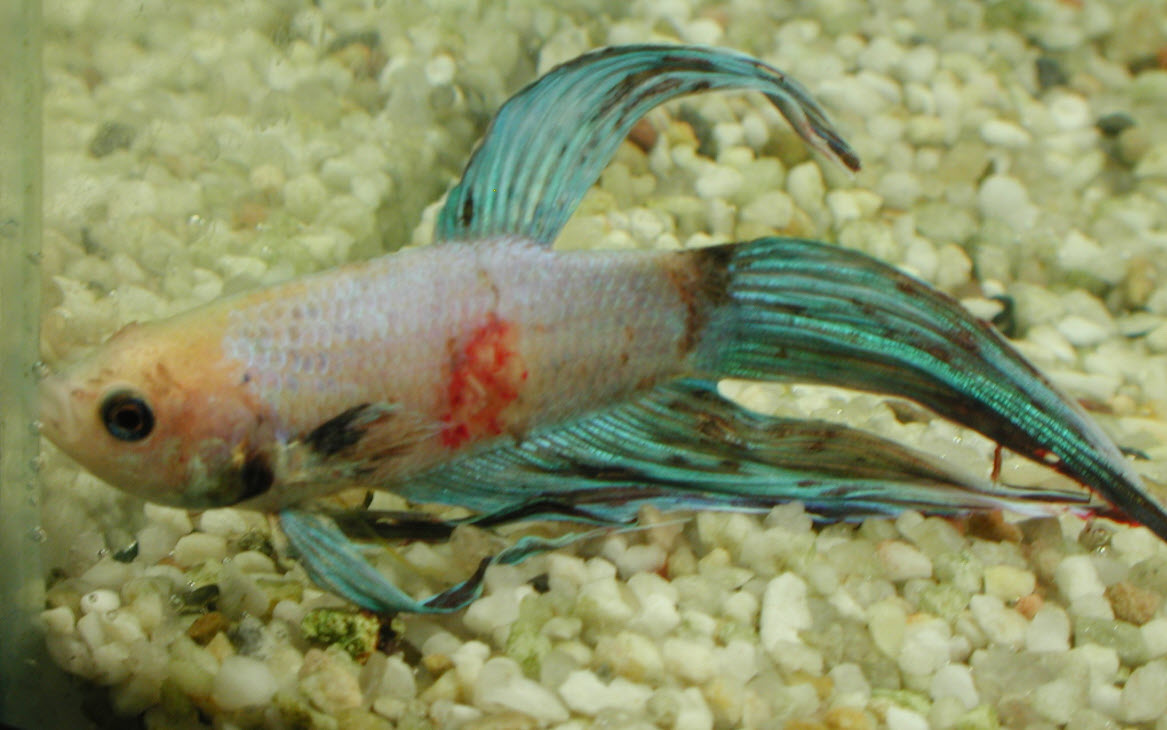 Flsuhed Red Rash Shellfish 10.3.6. Red Blotches - Aquarium Science