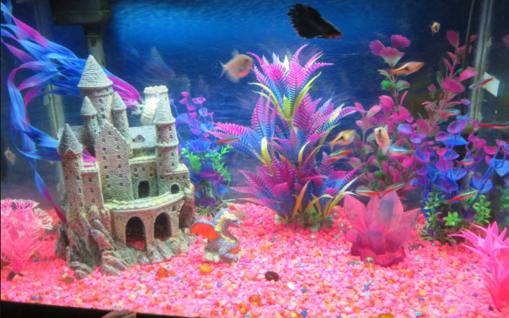 Aquarium with a pink theme