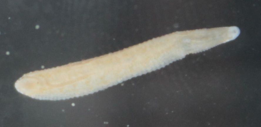 image of a leech