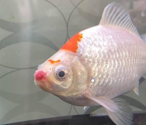 10.3.6. Red Blotches Or Septicemia In Aquarium Fish