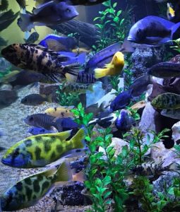 17.4. Lake Malawi Cichlids