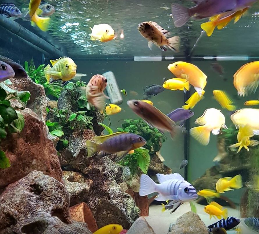 Lake Malawi Fish Aquarium