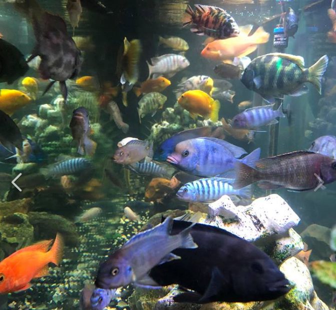 Lake Malawi Fish Aquarium