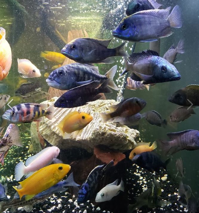 Malawi Lake Fish Aquarium