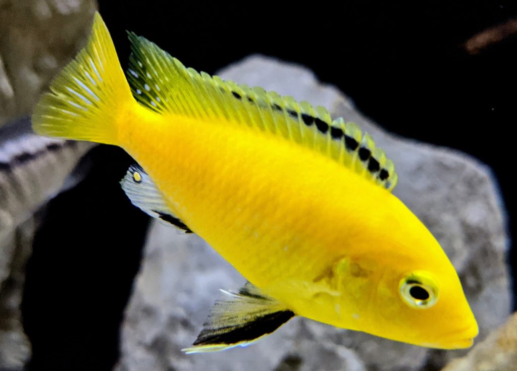 Labidochromis auratus Electric Yellow
