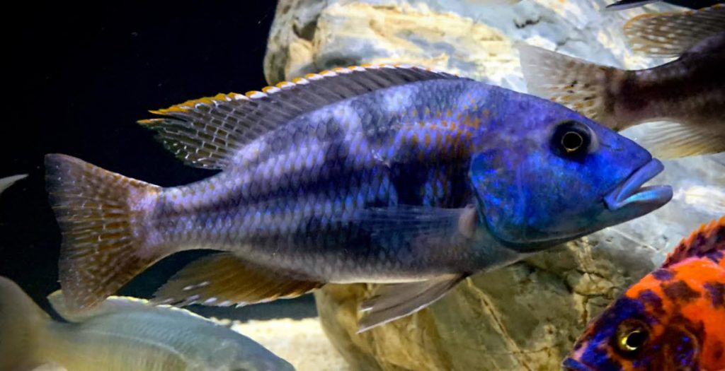 Nimbochromis fuscotaeniatus