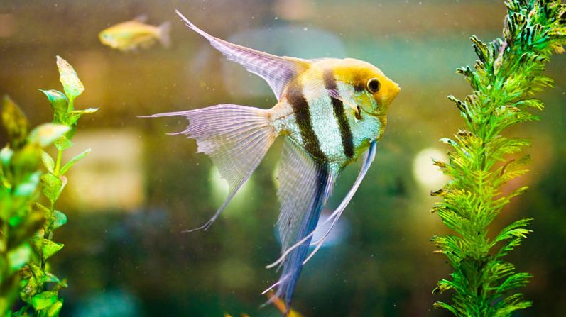 picture of tropical fish Pterophyllum scalare, Angelfish