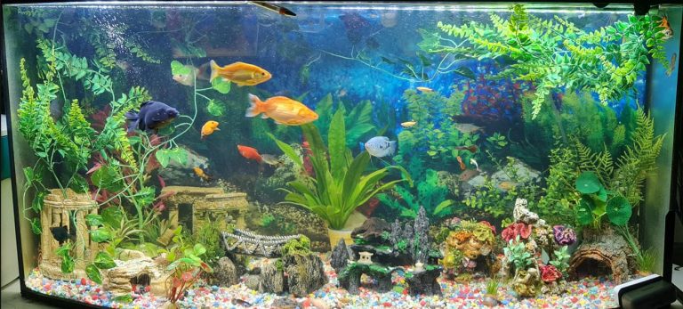 1.2. Falsehoods and Myths in the Aquarium Hobby