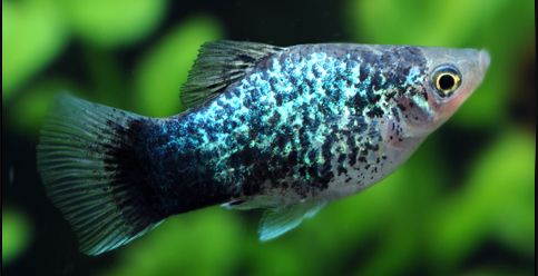 Blue Spotted Platy