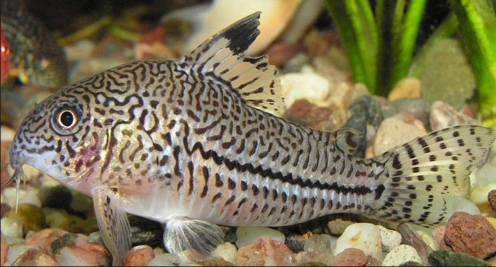 Corydora Julii