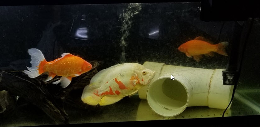 Goldfish and Oscar