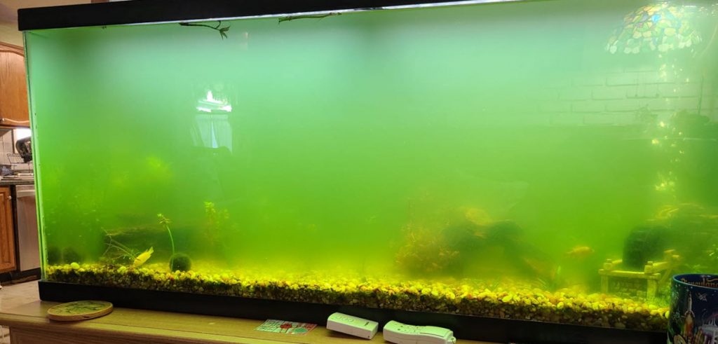 Green Water Aquarium