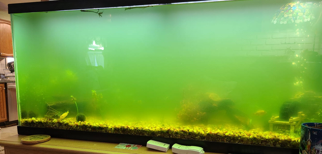 16.7. Aquarium Green Water