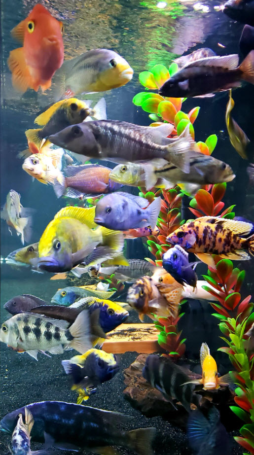Mixed Cichlid Aquarium