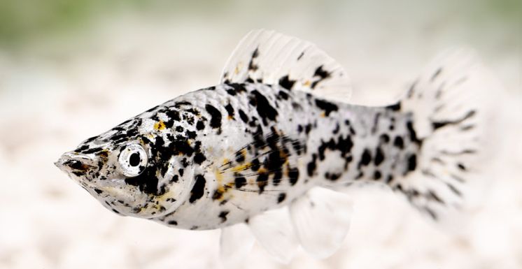 Poecilia sphenops, Dalmation Molly