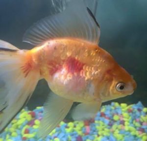 10.3.6. Red Blotches or Septicemia in Aquarium Fish