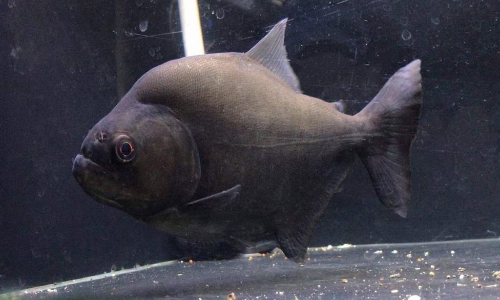 Serrasalmus rhombeus Black Piranha