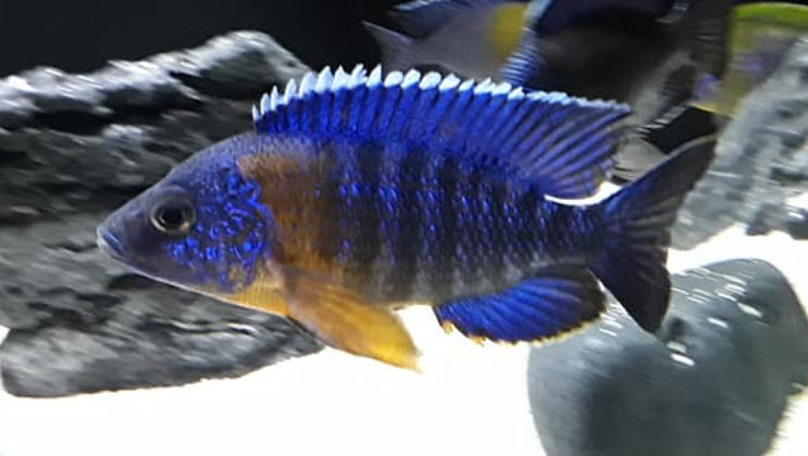 Dragonblood Blue Peacock