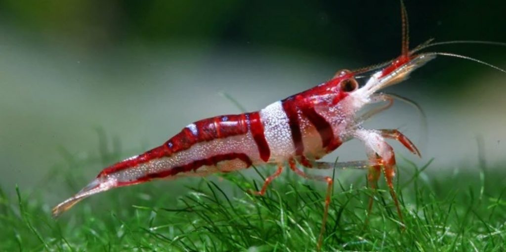 Caridina logemanni Crystal Red Shrimp