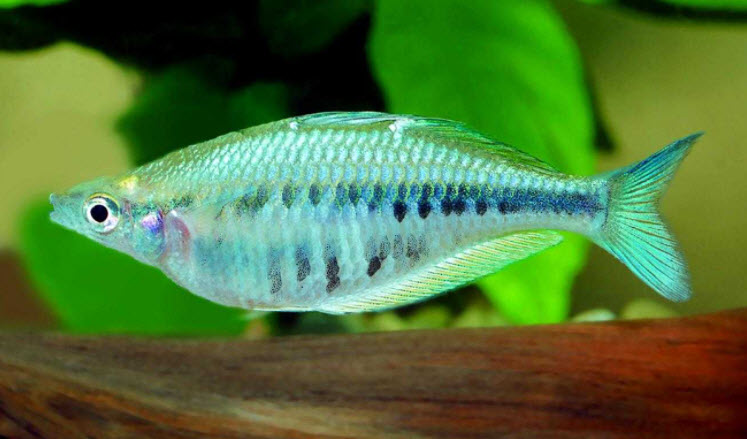 Chilatherina axelrodi Axelrod’s Rainbowfish