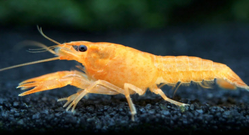 Crayfish Gold Procambarus clarkii