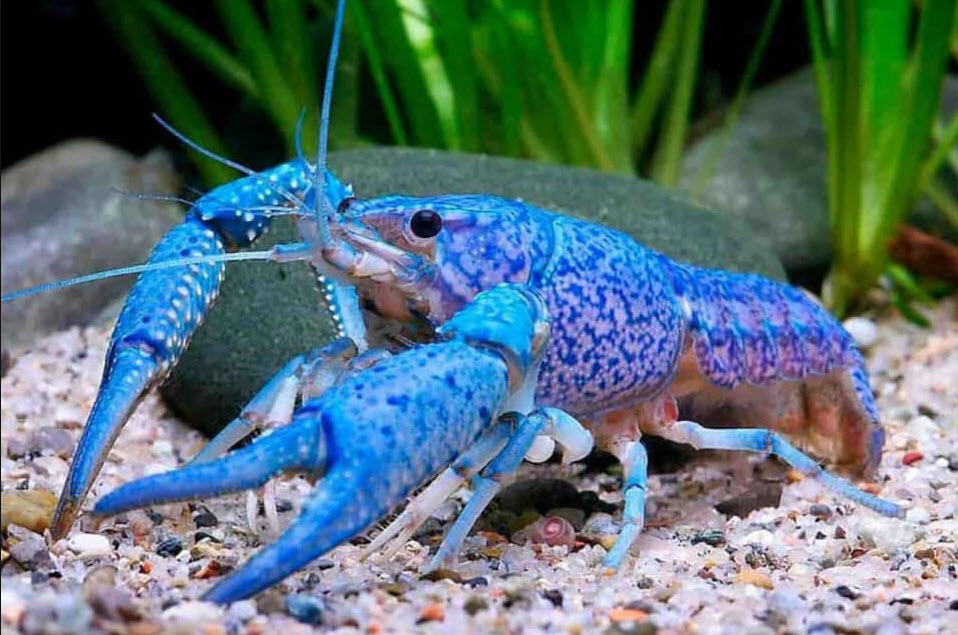 Crayfish blue