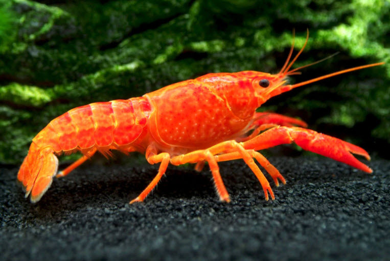 Crayfish neon red Procambarus clarkii