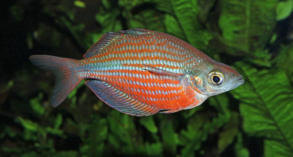 Glossolepis dorityi Dority's Zig Zag Rainbowfish