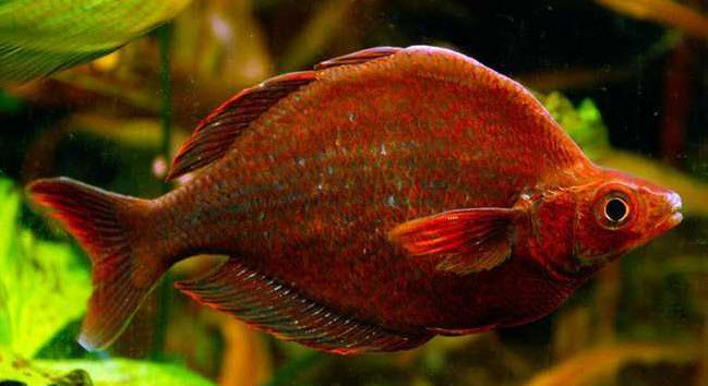 Glossolepis incisus Red Rainbowfish
