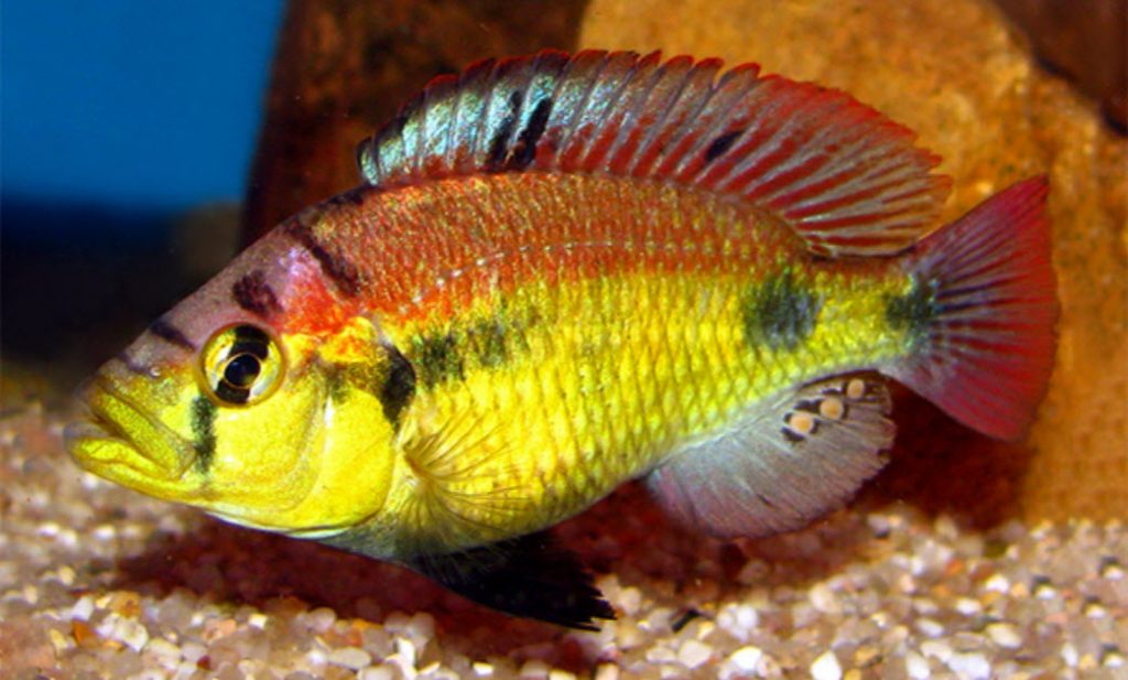 Haplochromis sp. Yellow Belly