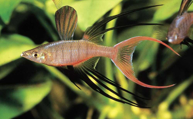 Iriatherina werneri Threadfin Rainbowfish