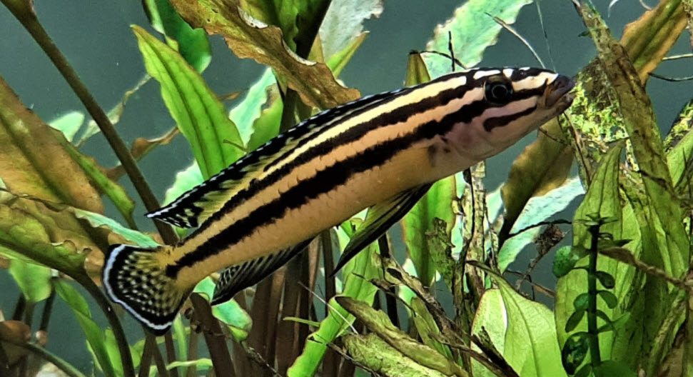 Julidochromis ornatus