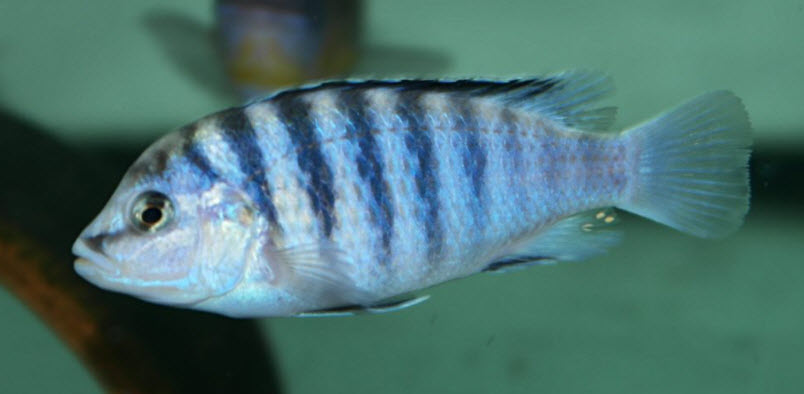 Labidochromis chisumulae Chizumulu