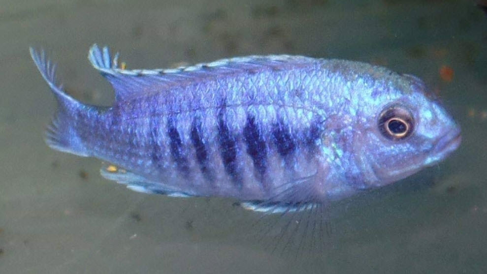 Labidochromis freibergi