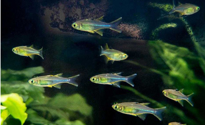 A Schooling Fish Marosatherina ladigesi Celebes Rainbowfish