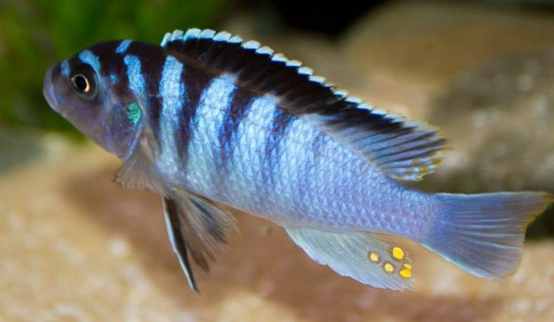 Cycling With No Fish In The Aquarium