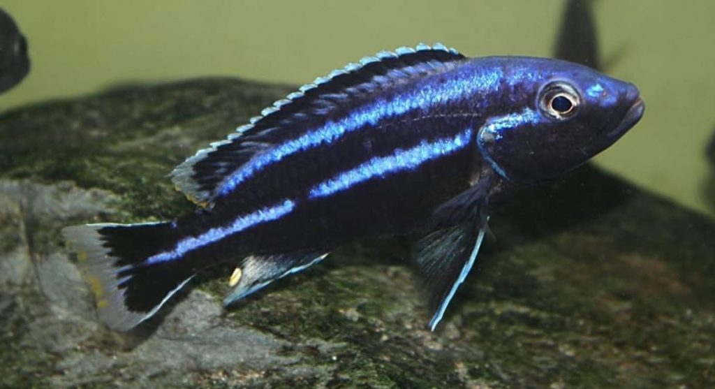 Melanochromis loriae Chizumulu