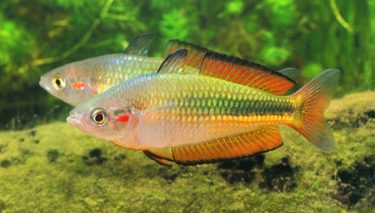 Melanotaenia duboulayi Crimson Spotted Rainbowfish