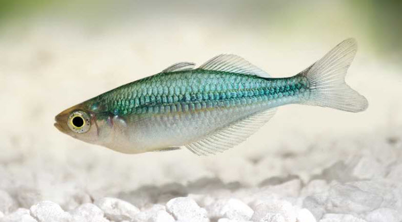 Melanotaenia lacustris Lake Kutubu Rainbowfish