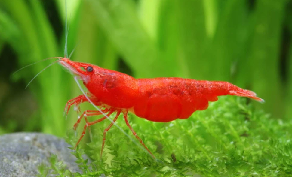 Neocaridina davidi Red Cherry Shrimp